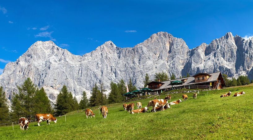 The cows graze on the Walcheralm by Christa Kramer