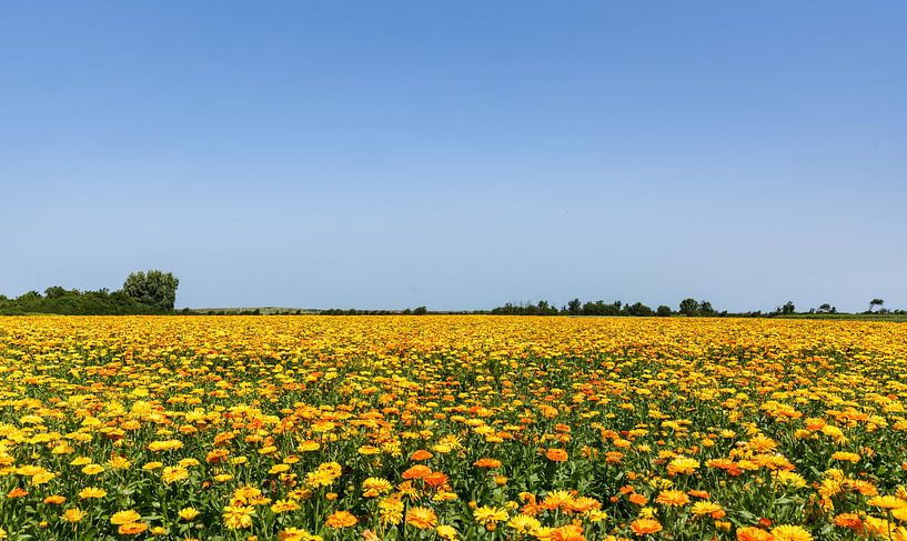 A sea of marigolds by Percy's fotografie