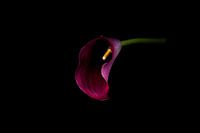 Purple Arum lily on black background
