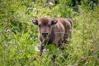 Wisent kalf