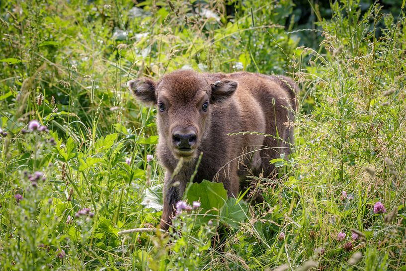 Wisent kalf von Randy van Domselaar
