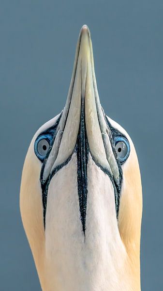 Porträt eines Johannes von Gent. von Albert Beukhof