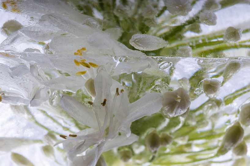 Agaphanthus in ice 6 by Marc Heiligenstein
