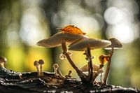 Ze schieten weer uit de grond