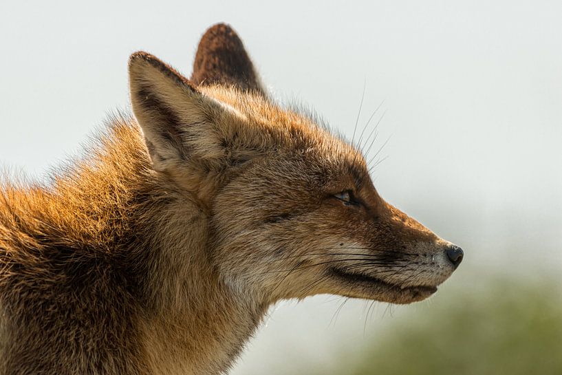 Vos op de uitkijk par Gerry van Roosmalen