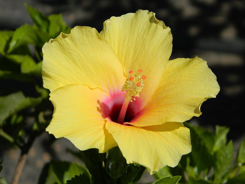 Hibiskus von Iwona Sdunek alias ANOWI