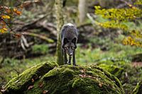 Timberwold à l'affût