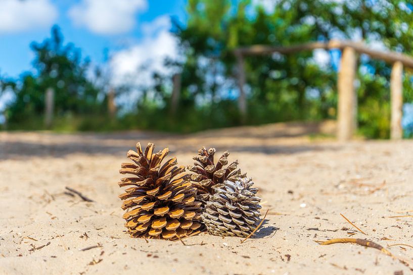 Pine cones on vacation by Rob Baken