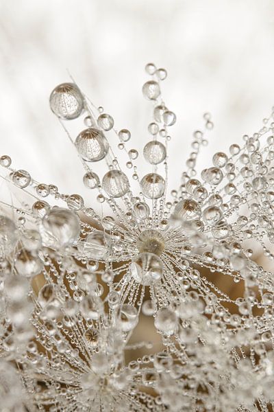 Atmosphère rurale : de minuscules gouttelettes d'eau pendent d'une peluche de pissenlit par Marjolijn van den Berg