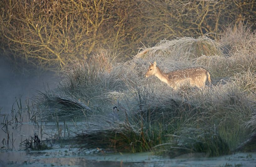 Damhert tijdens een koude ochtend by Michel de Beer