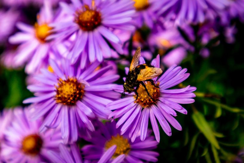 Wunderschöne Blütenpracht im heimischen Garten von Oliver Hlavaty