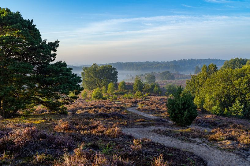 La bruyère fleurie au lever du soleil sur le Veluwe par Martijn Joosse