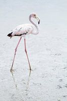 Ballet aquatique - Pretty in Pink