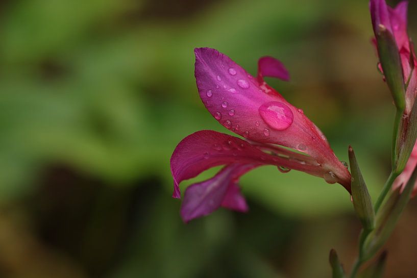 Fleurs dans le jardin médiéval.2 par Daniëlle Eibrink Jansen
