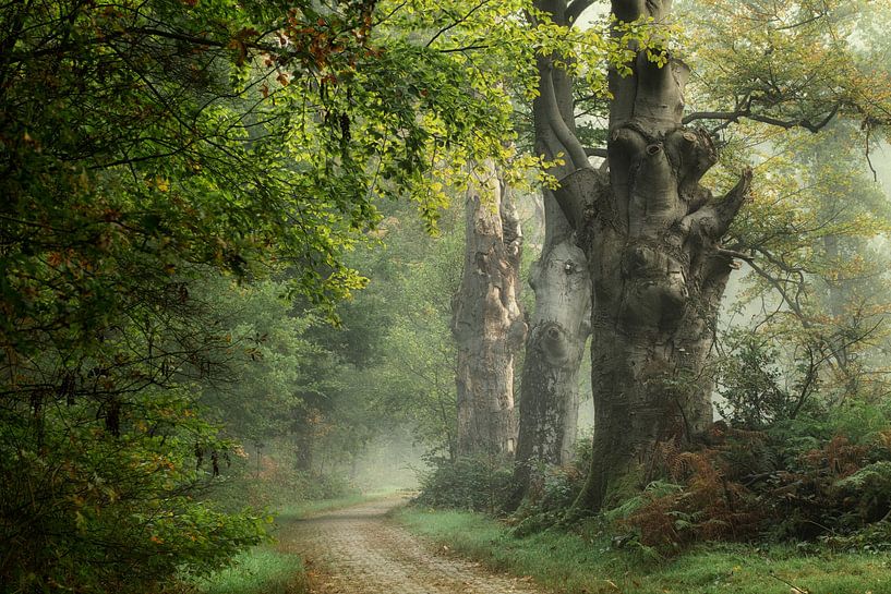 Pelgrimstocht van Ellen Borggreve