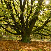 An old beech tree at the start of autumn