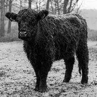 galloway in black and white