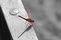 Libelle - kleur/zwart/wit