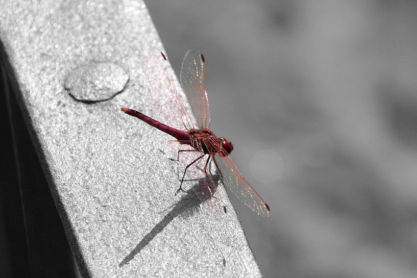 Libelle - kleur/zwart/wit von Lisette Tegelberg - Zegwaard