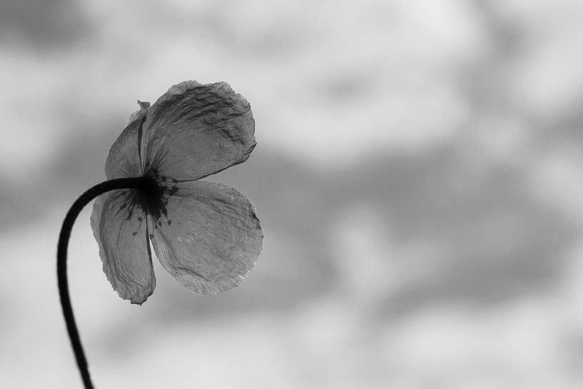 Blütenknospe von Walljar