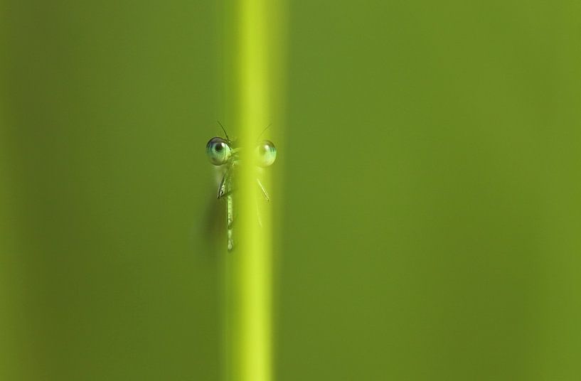 Guckguck von Frank Smedts