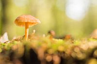 Mushroom in the forest
