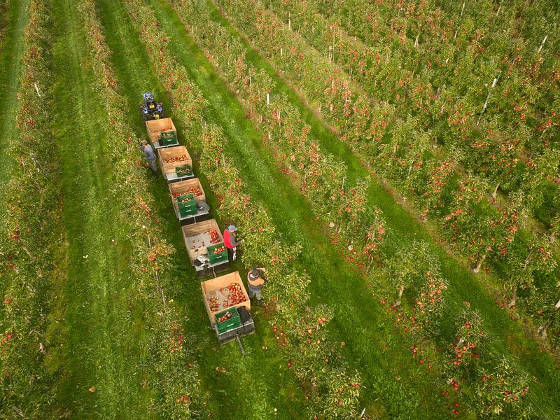 La récolte de fruits bat son plein dans la Betuwe par Moetwil en van Dijk - Fotografie