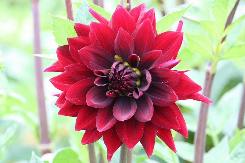Dahlia rouge par Marianne van den Bogaerdt