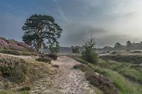 Sunrise in the woods near Heidestein Estate