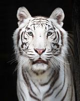Portret van een Witte tijger met een zwarte achtergrond