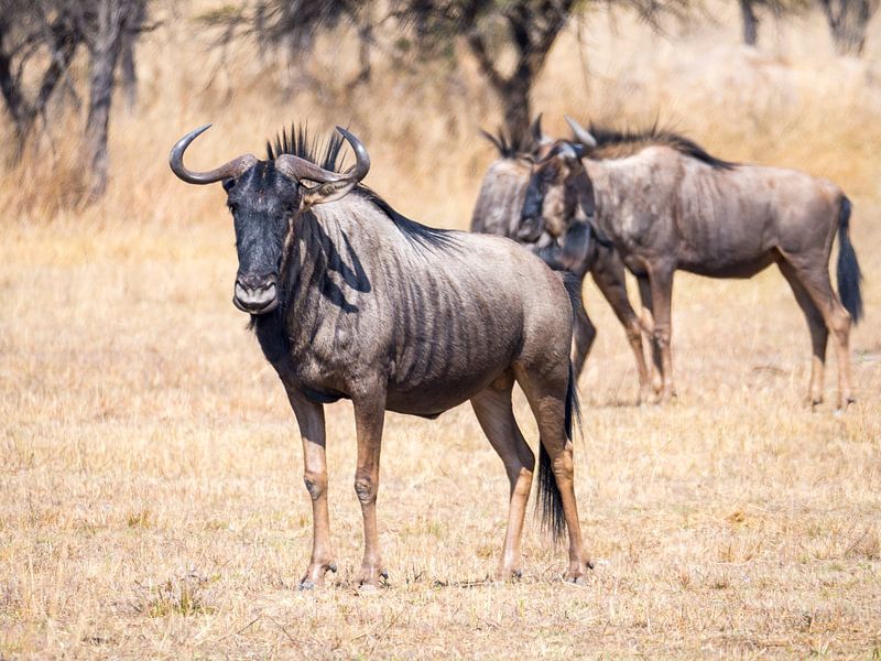 A Wildebeest on the Savannah in Africa by victor van bochove