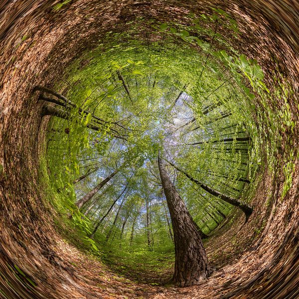 Panorama sphérique de la forêt de hêtres au printemps par Christoph Hermann