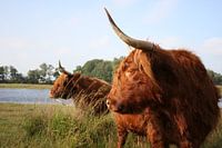 Schotse Hooglanders