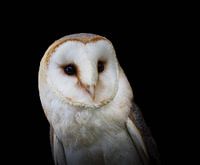 Die Schleiereule mit ihrem typischen herzförmigen Gesicht.