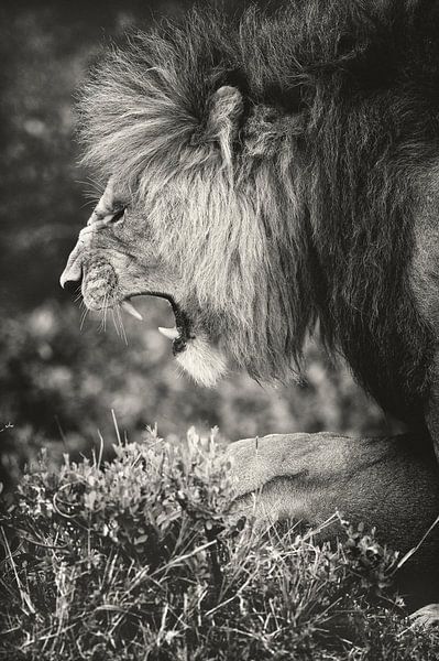 Male lion at the Masai Mara, Kenya. by Louis en Astrid Drent Fotografie
