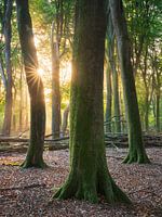 Forêt de hêtres sur le Veluwe