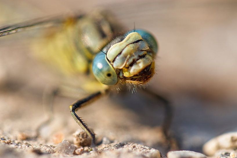Laughing puddle bug par Antoine Deleij