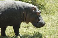 nijlpaard kwam heel dicht bij