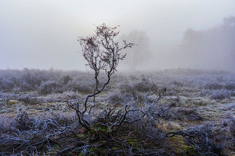 Heidelandschaft von Etienne Michel