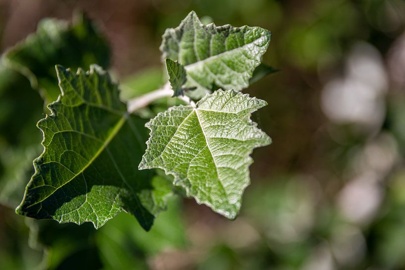 Feuille sur un arbre par Fotografie Ploeg