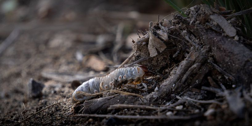 Leben unter der Oberfläche von Bram de Water