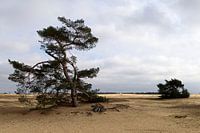 Hoge Veluwe
