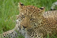 Leopard im Gras