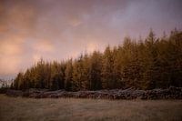 CIEL ROSE ET FORÊT DE PINS
