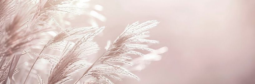 Minimalistisches Pampasgras im Panorama von Melanie Viola
