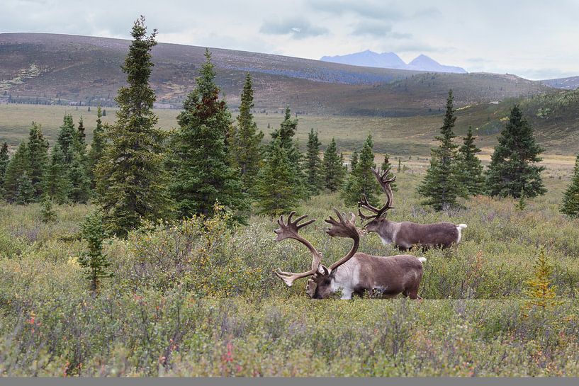 Een rendier of kariboe in Alaska par Menno Schaefer
