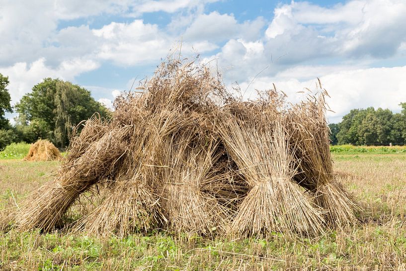 Korenschoven als groep bij elkaar par Ben Schonewille