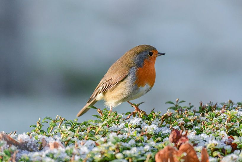 Robins en hiver par Henk de Boer