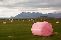 Pink hay bales in Iceland