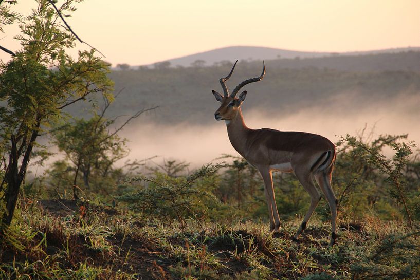 Antilope bei Sonnenaufgang auf Safari in Afrika von SaschaSuitcase